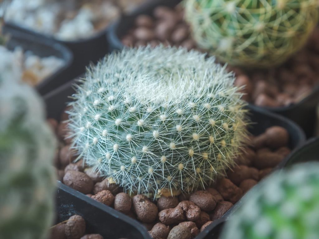 a small Parodia haselbergii cactus growing in a pot with small white spikes