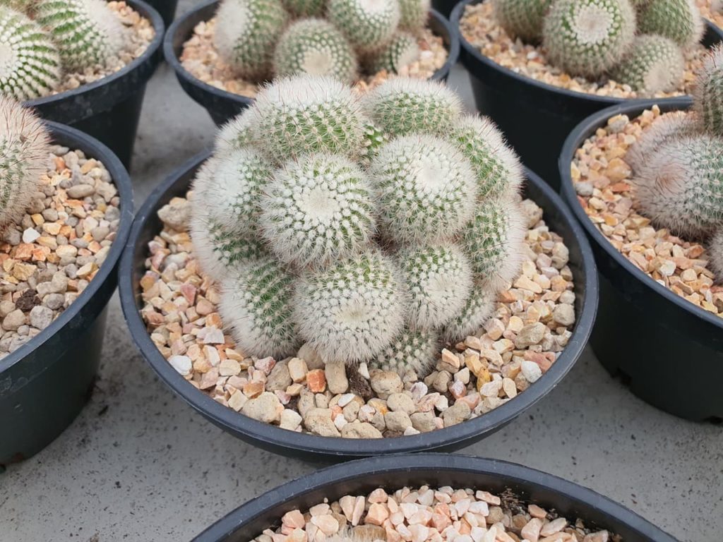 Notocactus scopa cacti with ball-sized shapes growing in a stone-filled pot outside