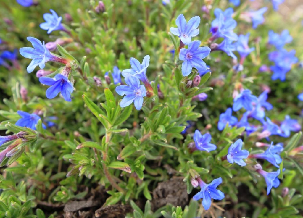 blue flowers from a lithodora shrub with thin small leaves