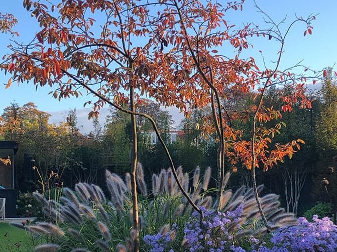 red-leaved tree growing in a garden with purple flowers and frilly Pennisetum grass