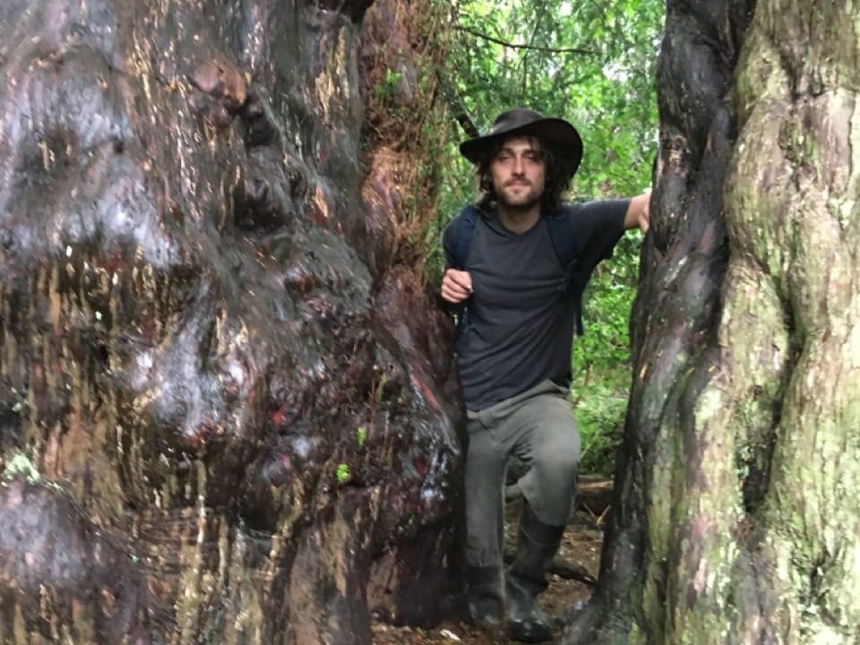 two large tree trunks surrounding Lachlan Rae as he walks through a woodland area