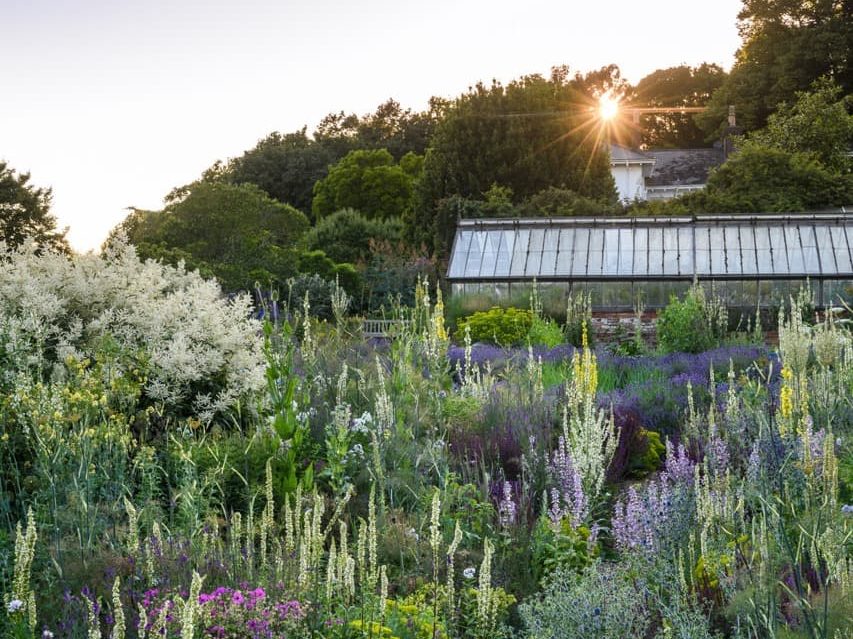 a greenhouse with lots of wild planting in the foreground, including white, yellow and purple herbaceous plants