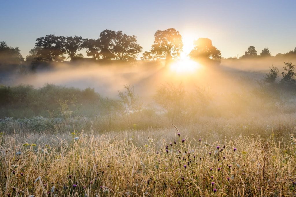sun shining through the trees onto the wildflowers growing in a meadow
