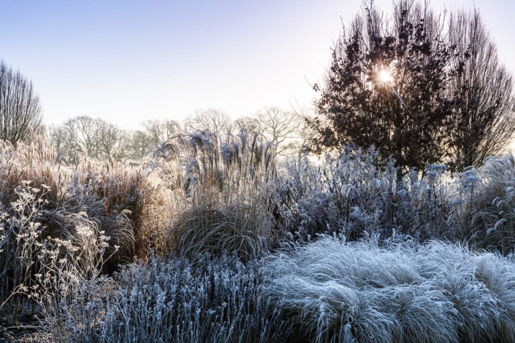 photograph by Jason Ingram of a frost-covered garden with deciduous trees and long evergreen grasses