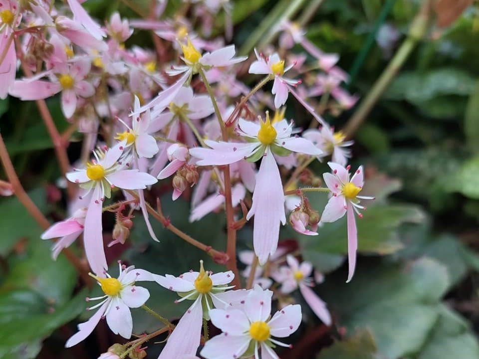 close up of some star-shaped daisy-like pink and white flowers growing in Zia Allaway’s garden