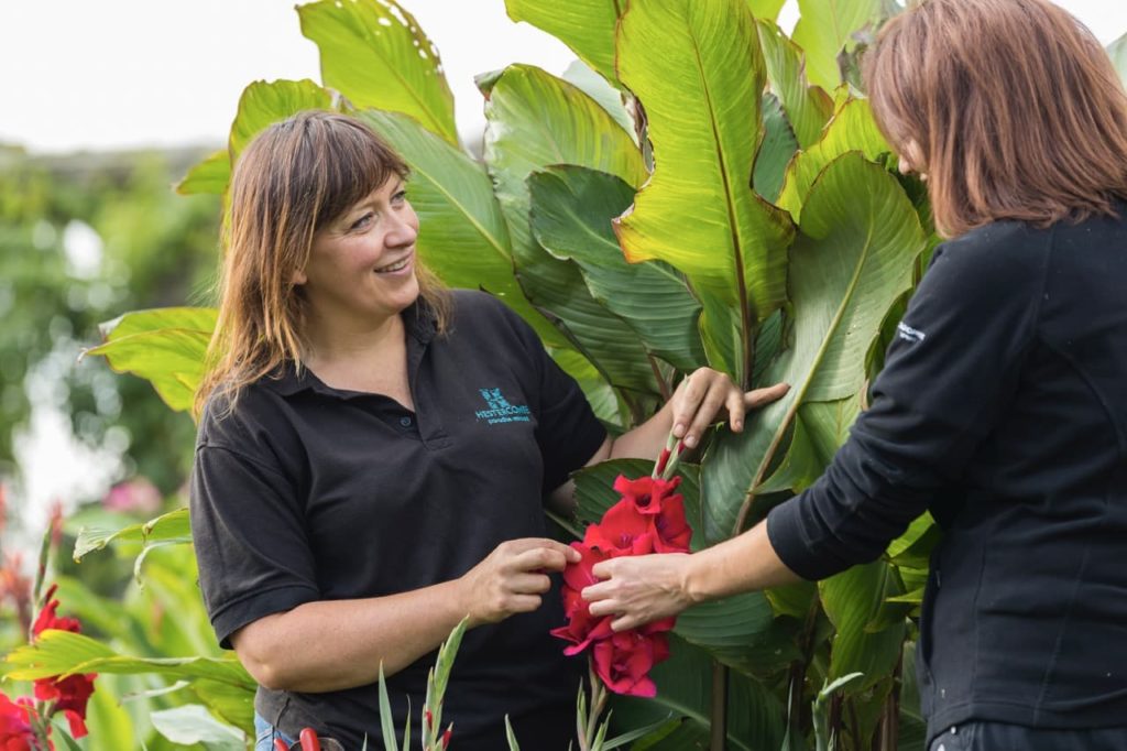 Claire examining a red tropical canna lily with another gardener at Hestercombe