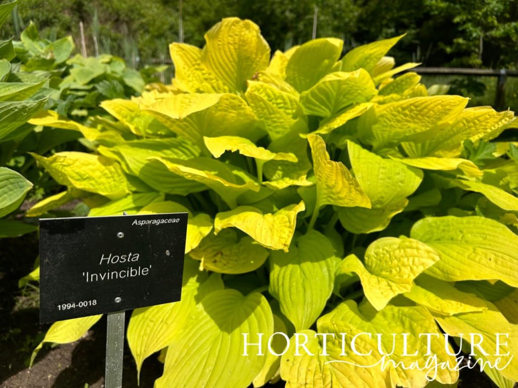 the yellowy leaves of Hosta &lsquo;Invincible&rsquo; growing tall