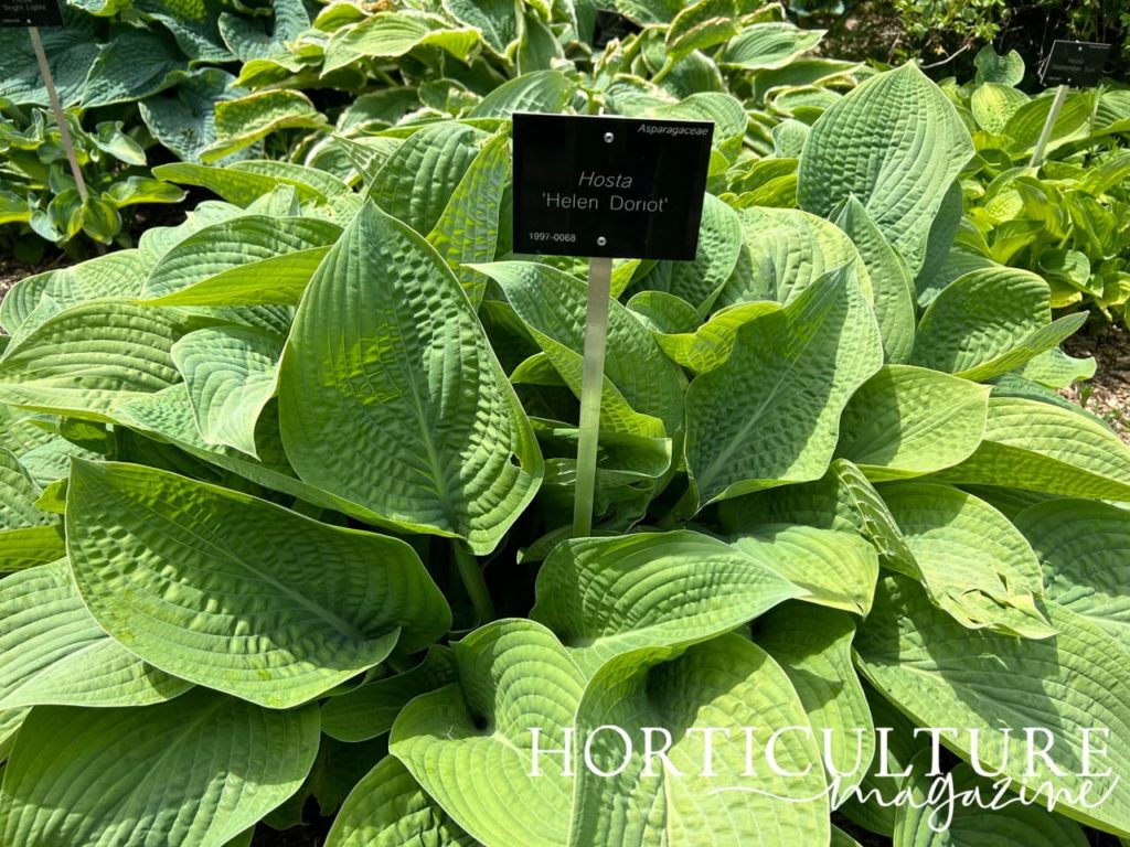 green ribbed leaves of a hosta &lsquo;Helen Doriot&rsquo; plant growing in a hosta bed