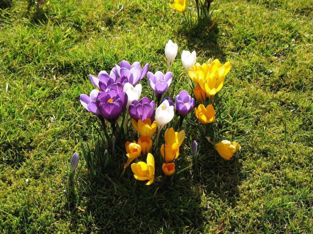 crocus with white, yellow and purple flowers emerging from a lawn