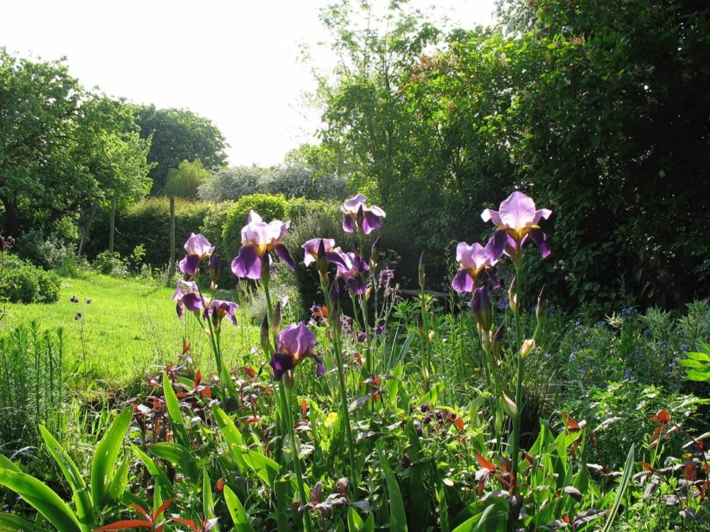 irises growing in a garden border next to a mowed lawn