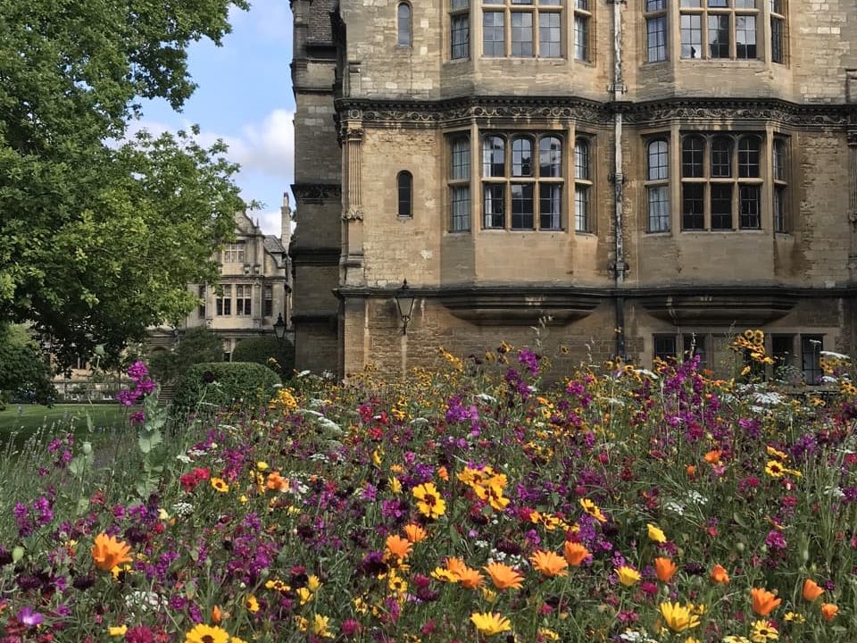 pink, orange and purple flowers growing in a herbaceous border in front of the old Oxford Trinity college building