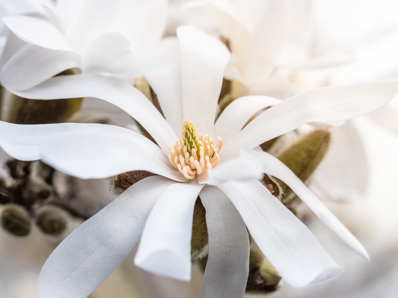 white magnolia flower with thin petals and a cream coloured stamen