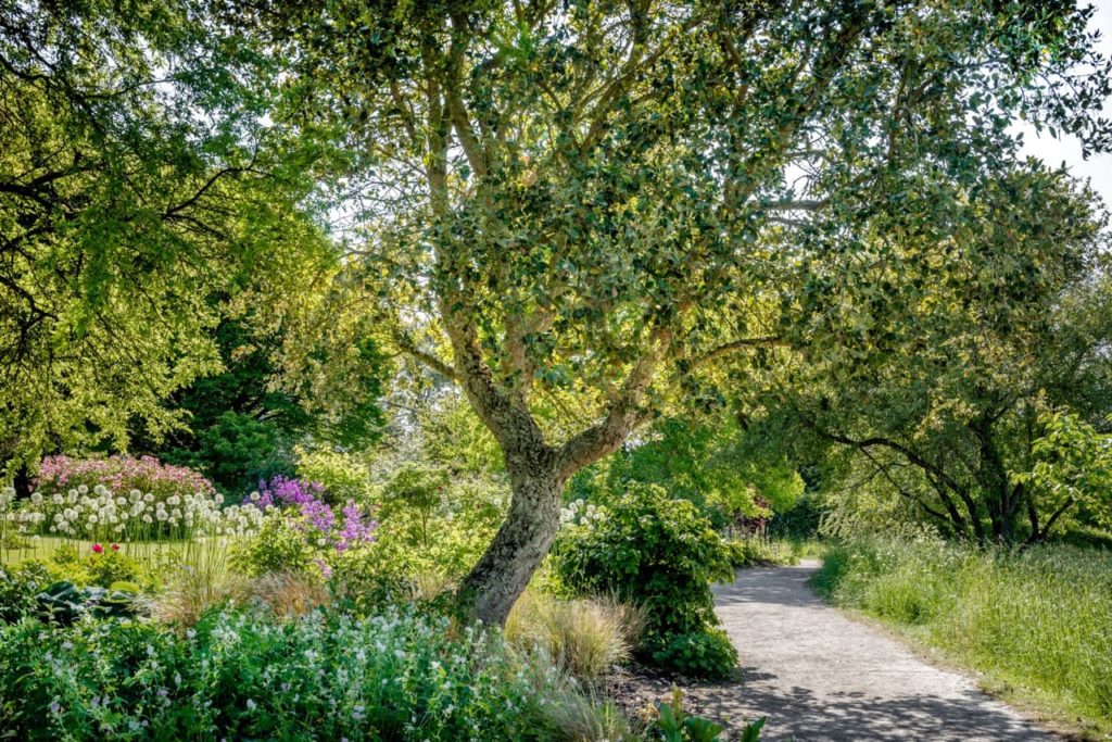 tall tree branching out over a meadow garden with a gravel path running through it