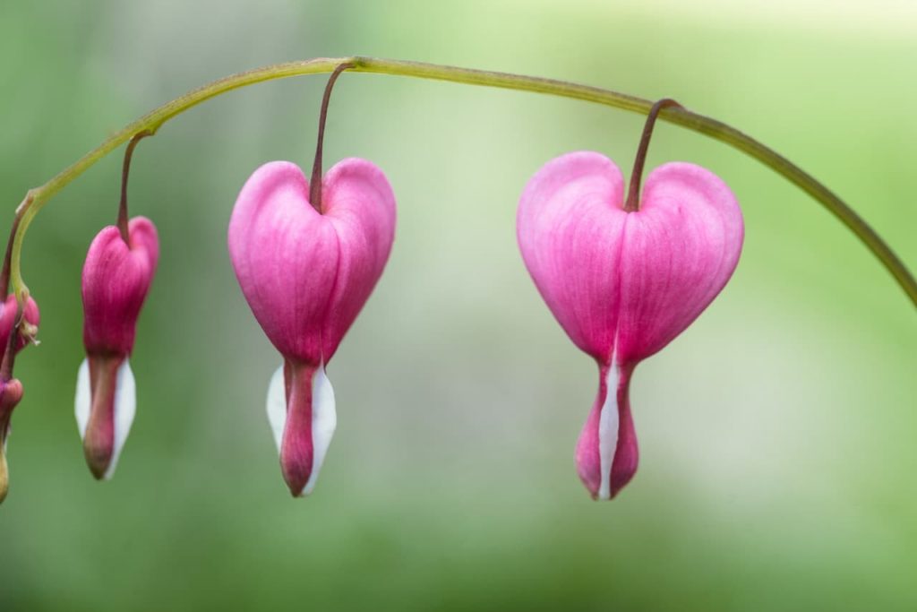 bleeding heart plant with pink heart-shaped flowers hanging from a green stem