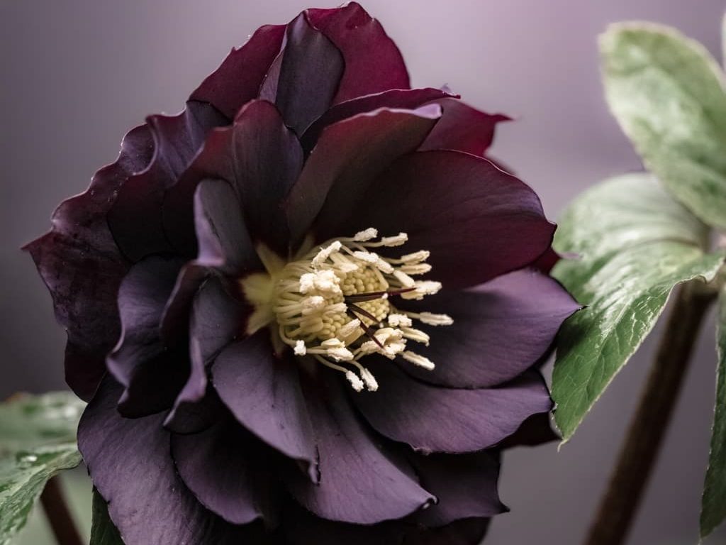 close-up of a dark purple hellebore plant with lanceolate green leaves and a cream-coloured stamen