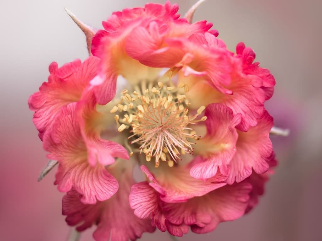 ruffled pink petals of a flower