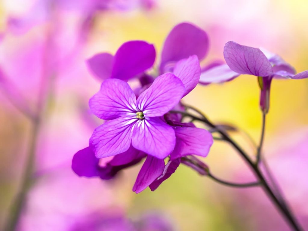 close-up shot of a cluster of purple wallflowers with white centres on their petals