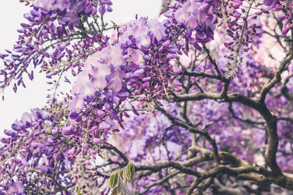 purple flowering wisteria tree with wooden branches growing outside on a cloudy day