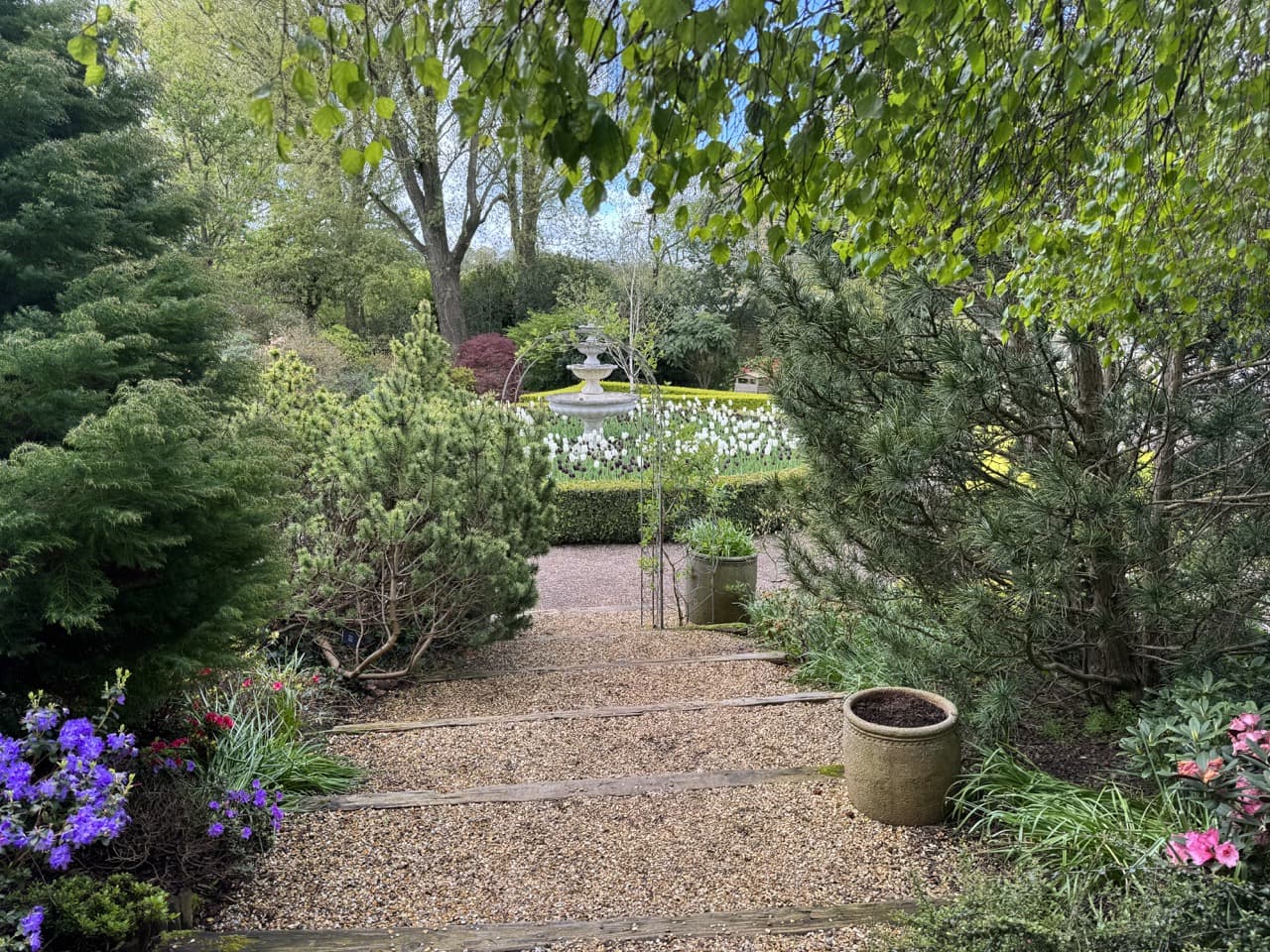 a path at Bridgemere leading to a water fountain surrounded by white flowering tulips