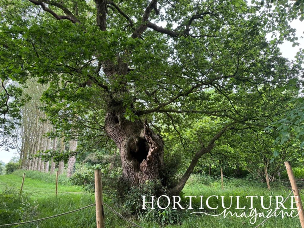 ancient oak tree with huge cavity in its trunk growing at Lovell Quinta Arboretum