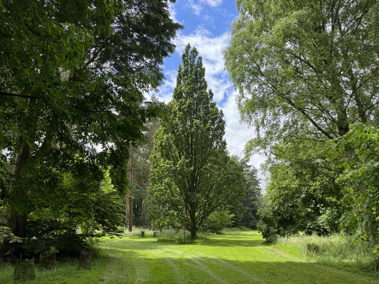 tall, ancient trees at Lovell Quinta arboretum in Cheshire