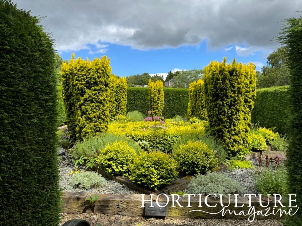 green evergreens growing with herbs and alliums at the centre of Birkhead’s Secret Garden