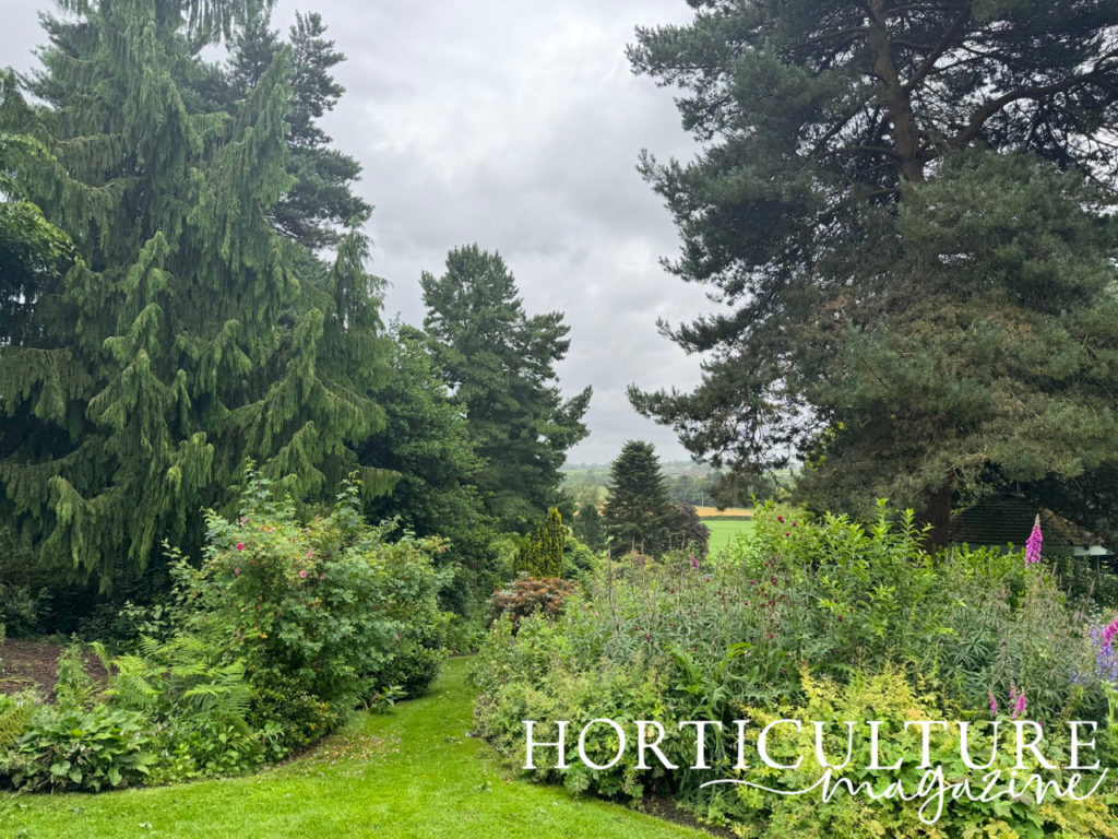 some of the double herbaceous borders at the Dorothy Clive garden with big conifers behind them