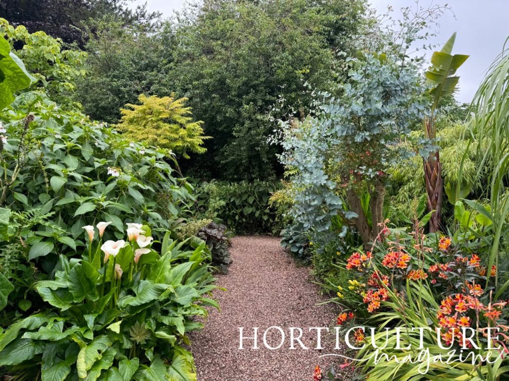 the tropical garden at Abbeywood with orange flowering daylilies and cream coloured arum lilies