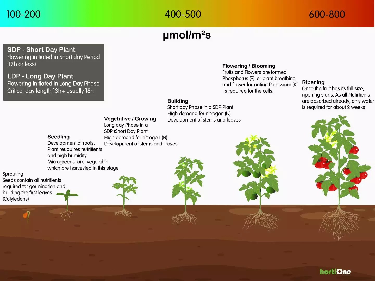 What Light For Flowering Stage Understanding Marijuana Plant Stages