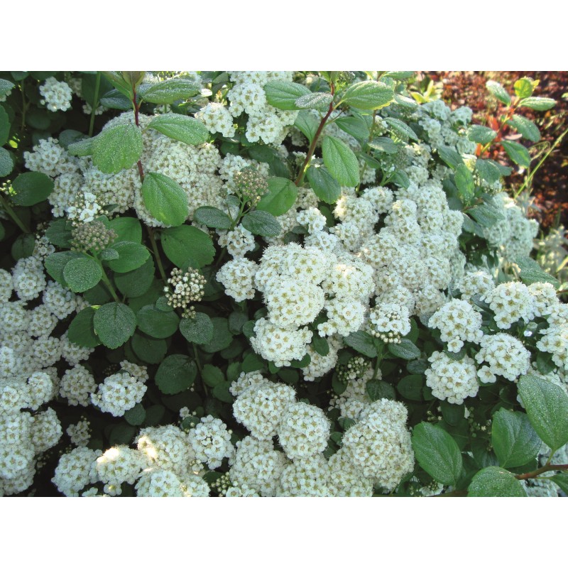 Björkspirea häck - Bästa kvalitet, service och pris. - Horto Green AB