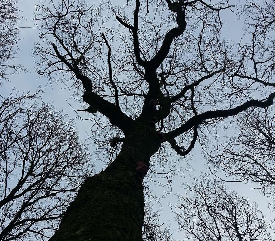 Tuin renovatie en stormschade Hortus Tibi