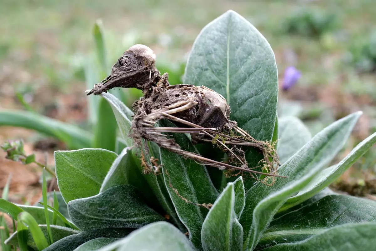 Vogel Mumie Hortus Delirantium