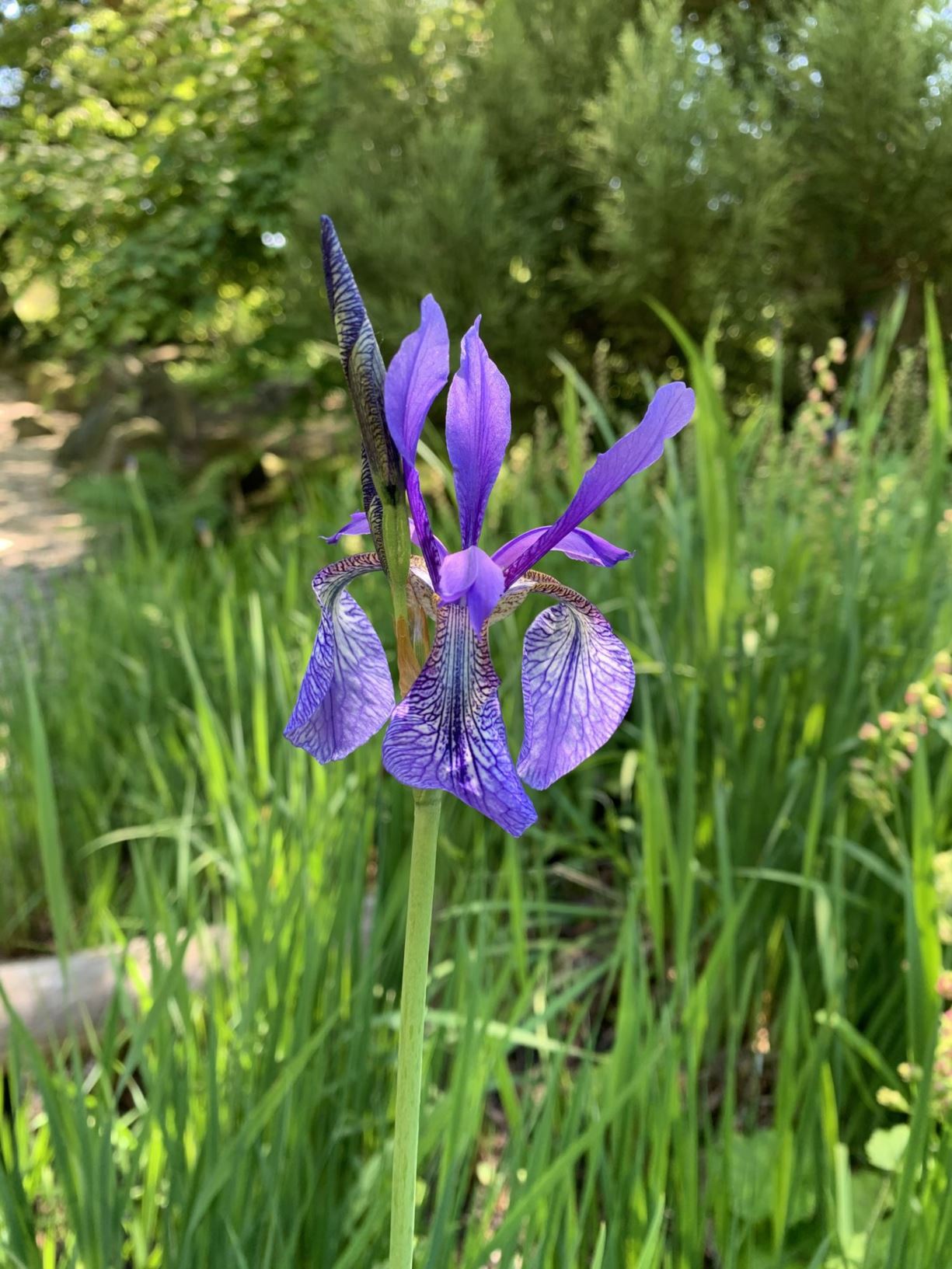 Iris sibirica Siberische lis Hortus Botanicus Leiden, Netherlands
