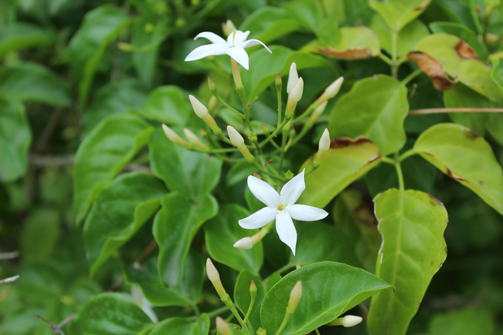 Jasminum azoricum Lemonscented jasmine Hortus Botanicus Leiden