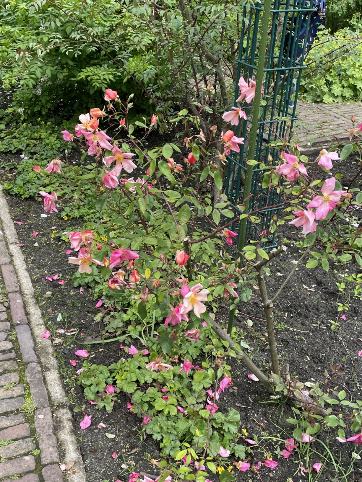 Rosa chinensis f. mutabilis Hortus Botanicus Leiden, Netherlands