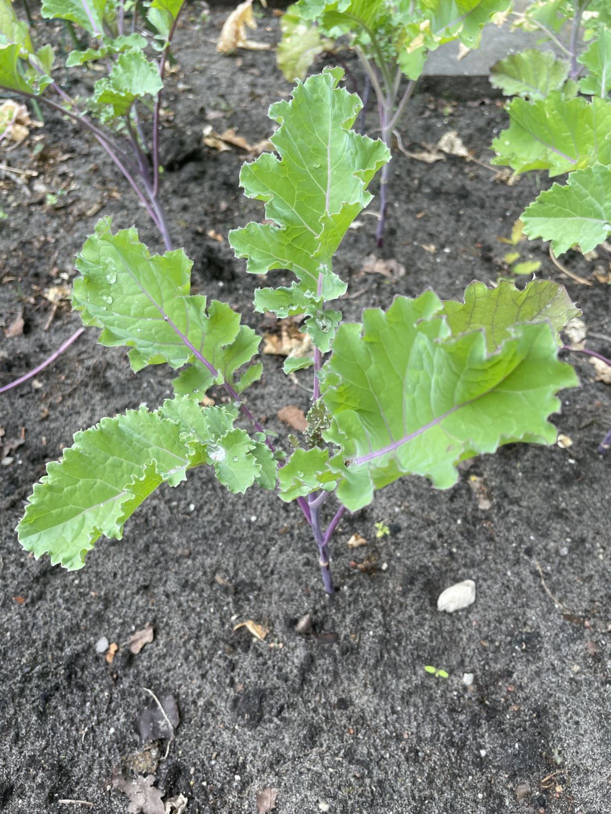 Brassica oleracea (Acephala Group) 'Jersey Kale' Giant Jersey Kale