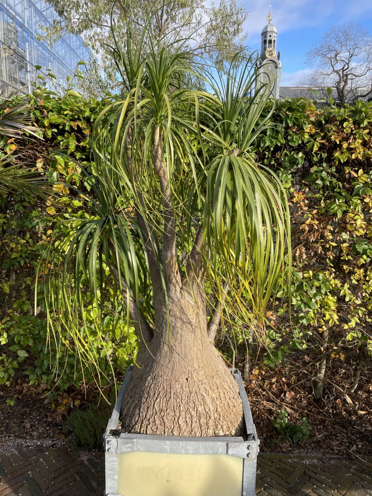 Beaucarnea recurvata Olifantspoot, Bottle palm, Elephant foot tree