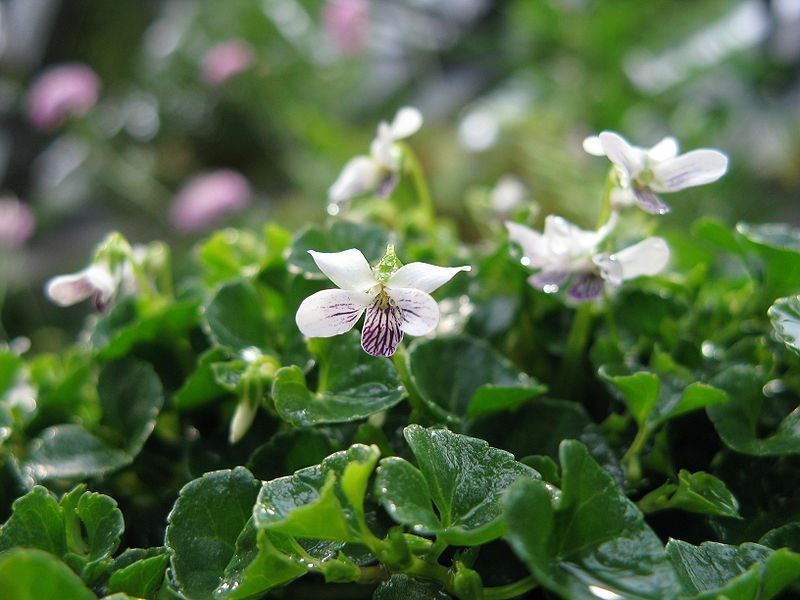 Viola verecunda var. yakushimana Kokesumire Hortus Botanicus