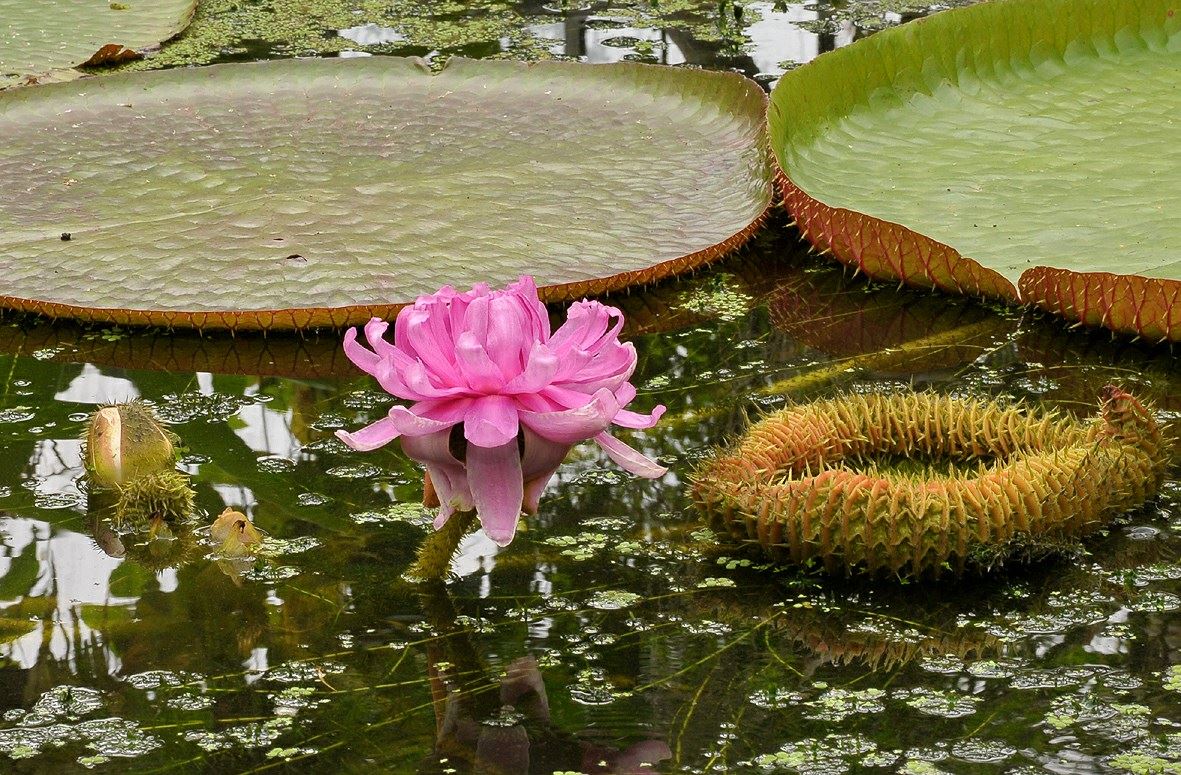 Victoria amazonica Reuzenwaterlelie, Amazon water lily, Royal water