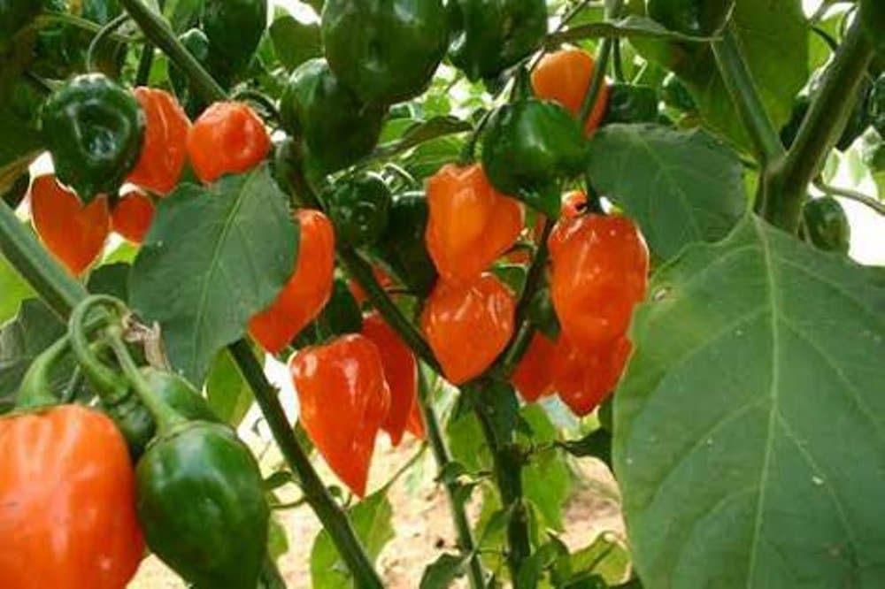 growing habanero pepper in kenya