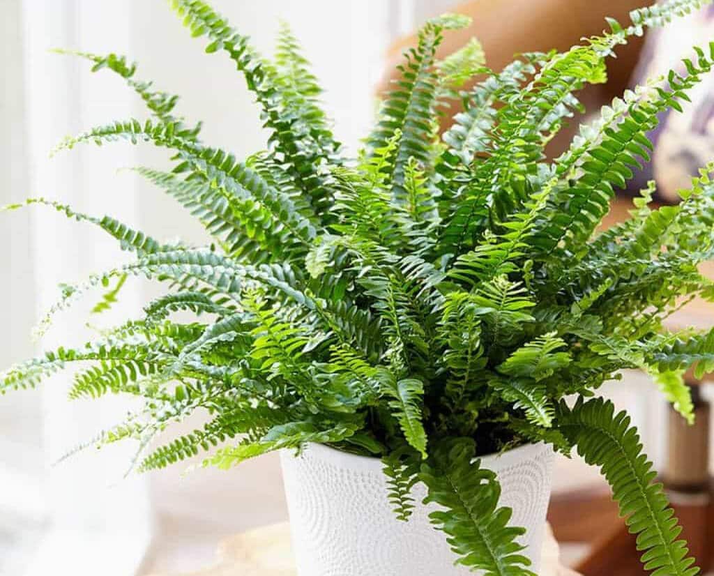 19 Bathroom Plants that Absorb Moisture Hort Zone