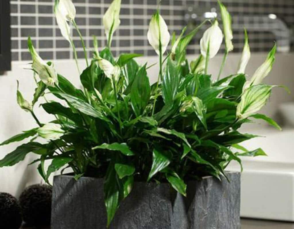 19 Bathroom Plants that Absorb Moisture Hort Zone