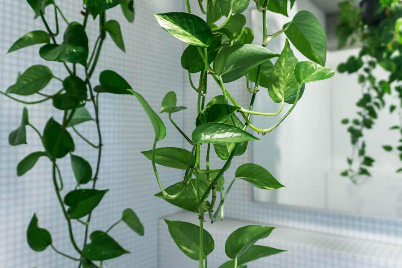 19 Bathroom Plants that Absorb Moisture Hort Zone
