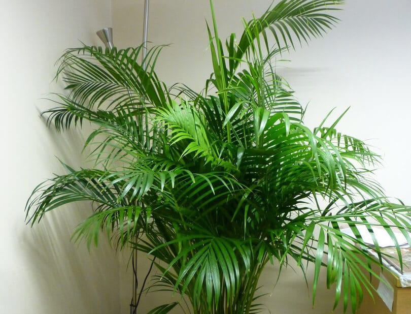 19 Bathroom Plants that Absorb Moisture Hort Zone