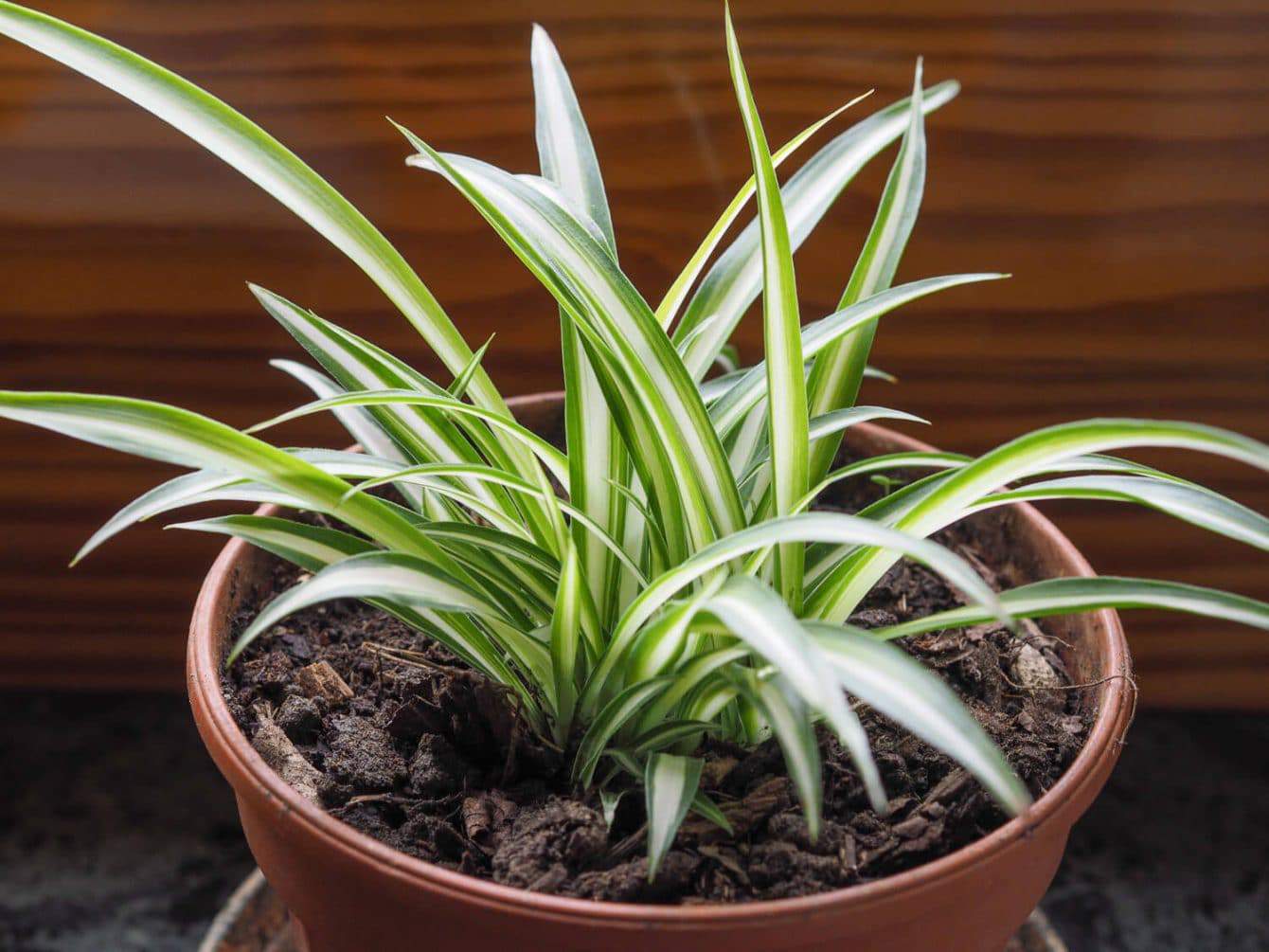 19 Bathroom Plants that Absorb Moisture Hort Zone
