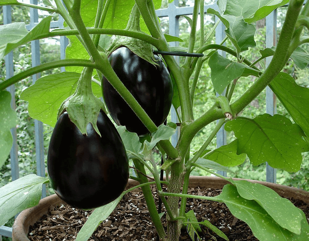 How to Get Rid of Flea Beetles on Eggplant Naturally