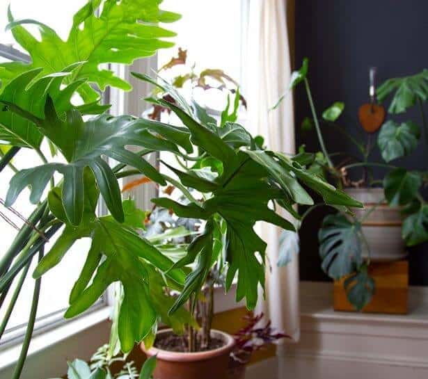 large indoor plants