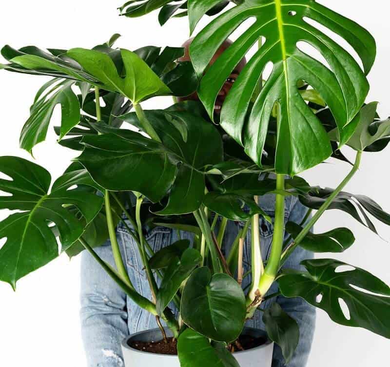 large indoor plants