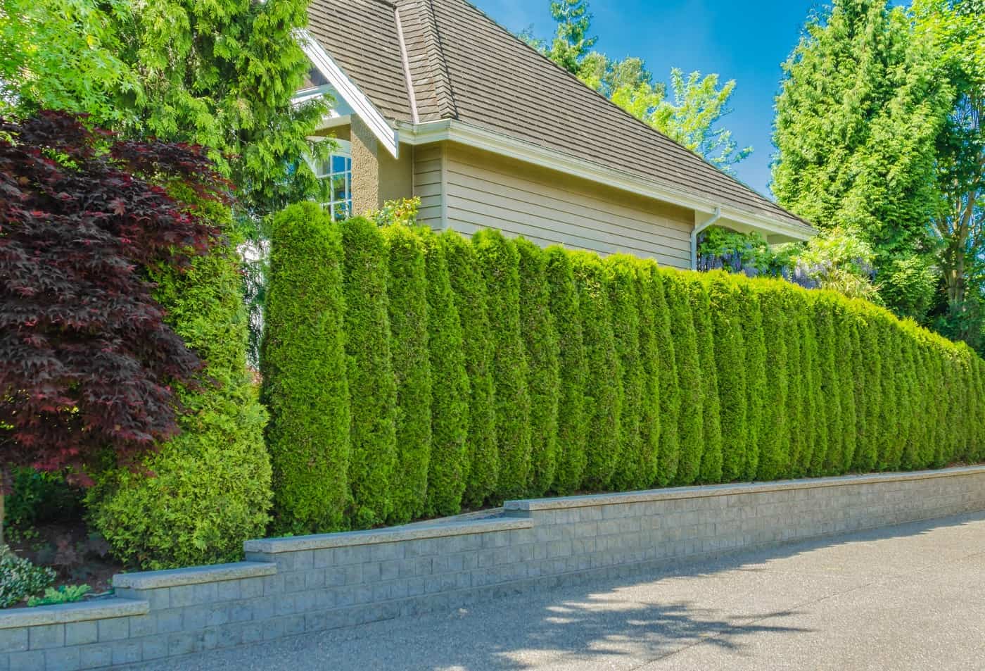 17 Best Trees for Privacy Screen That Grow Fast Hort Zone