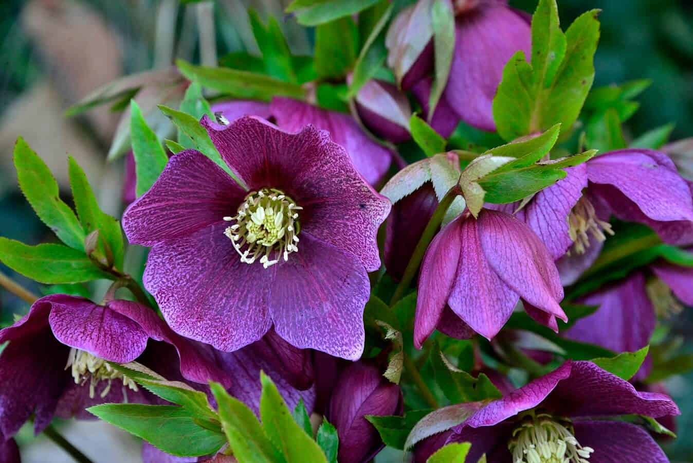 17 Shade Flowering Plants and Perennials that Grow Easily Hort Zone